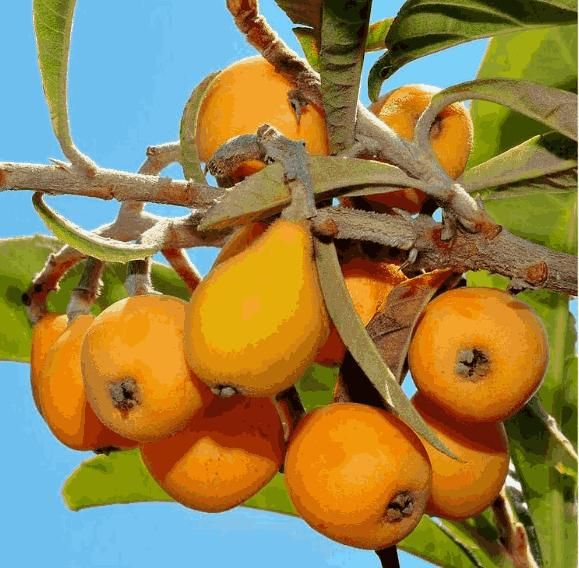 Five-star Loquat Seeds | Flat 50% Saving