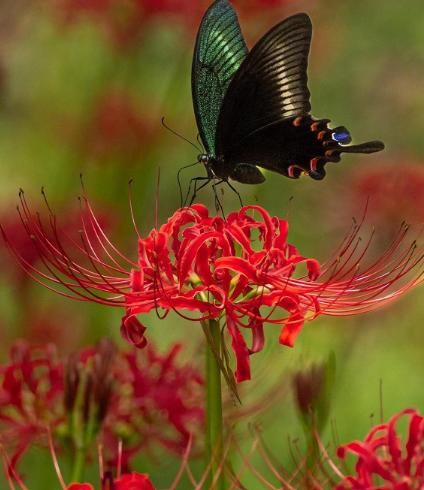 Lily Equinox Flower Bulbs Seeds | Flat 50% Saving