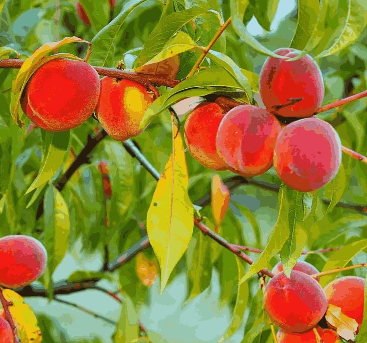 Peach Tree Seeds | Flat 50% Saving