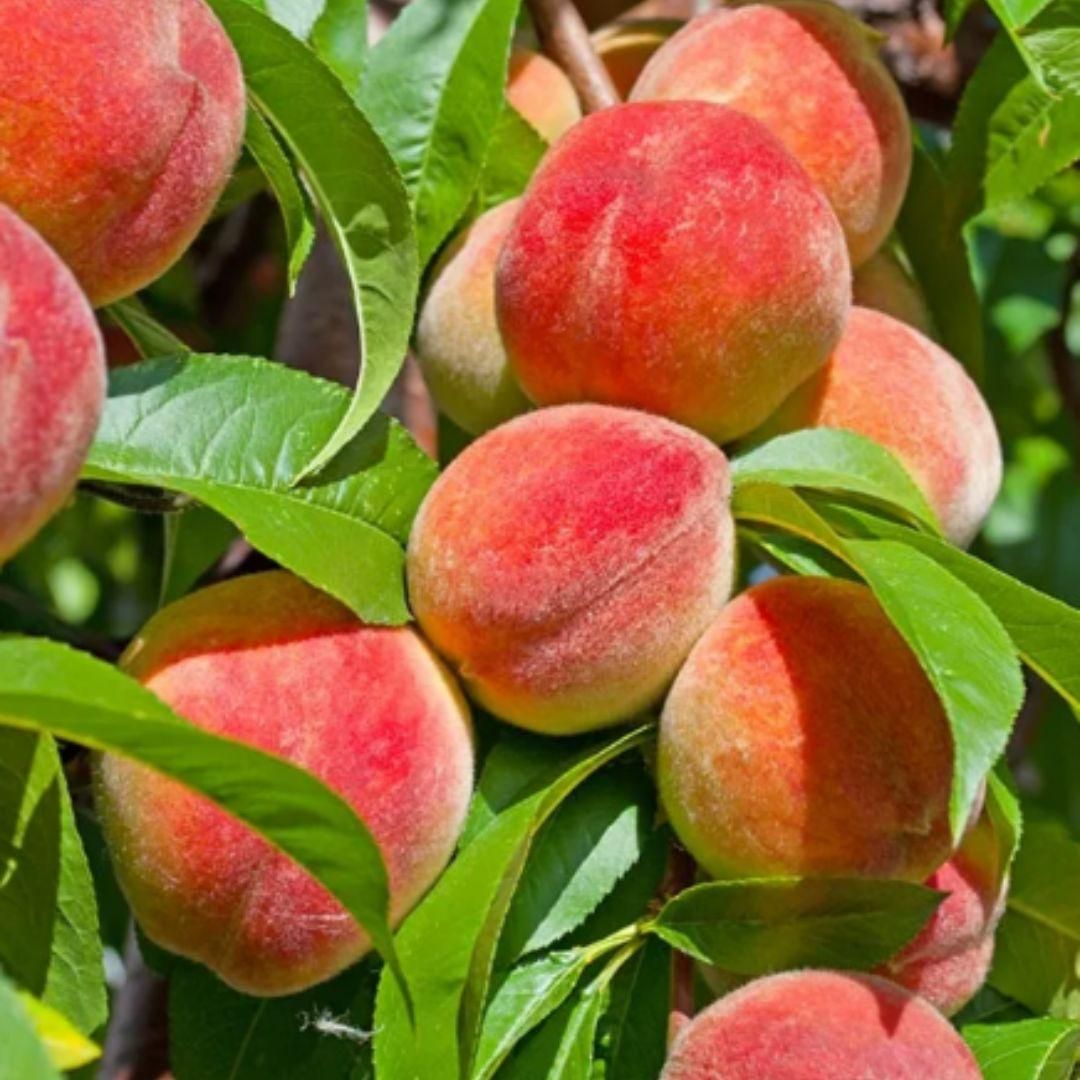 Peach Tree Seeds | Flat 50% Saving