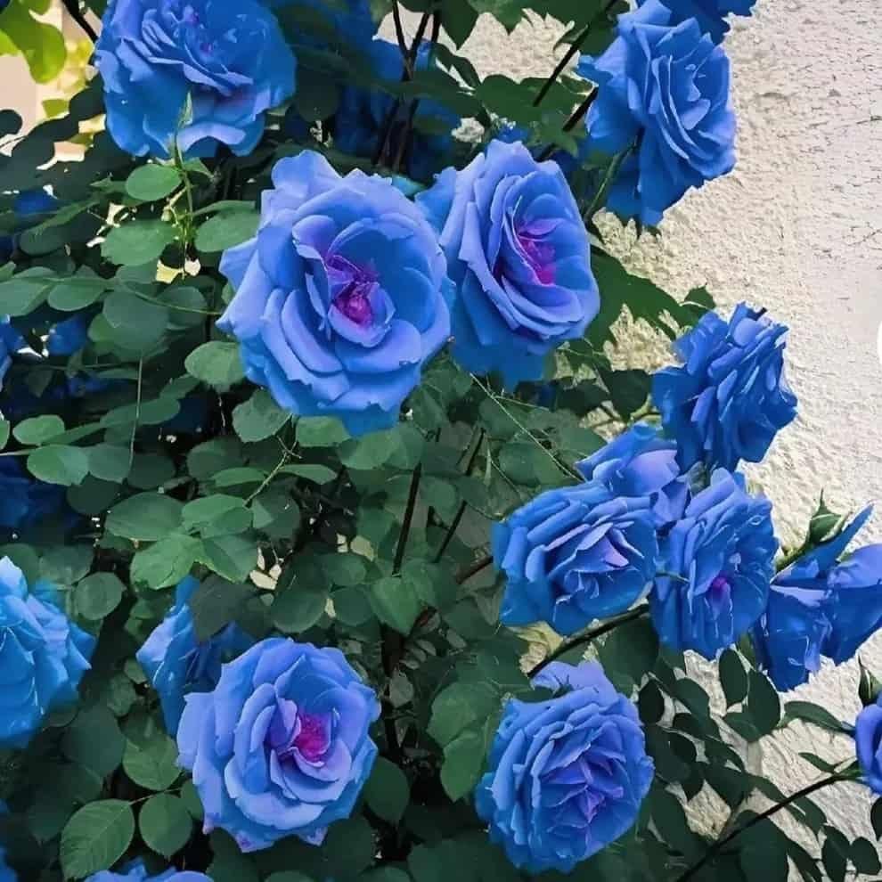 Blue Climbing Rose Seeds | Flat 50% Saving