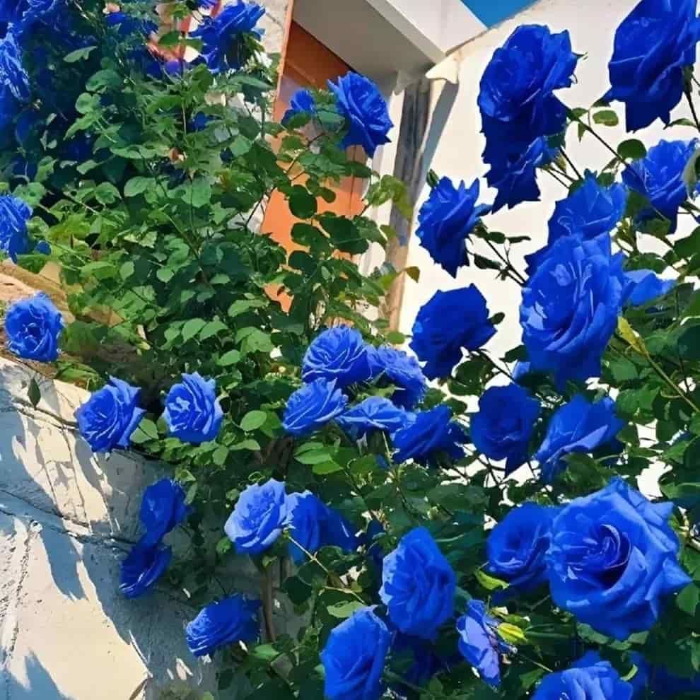 Blue Climbing Rose Seeds | Flat 50% Saving