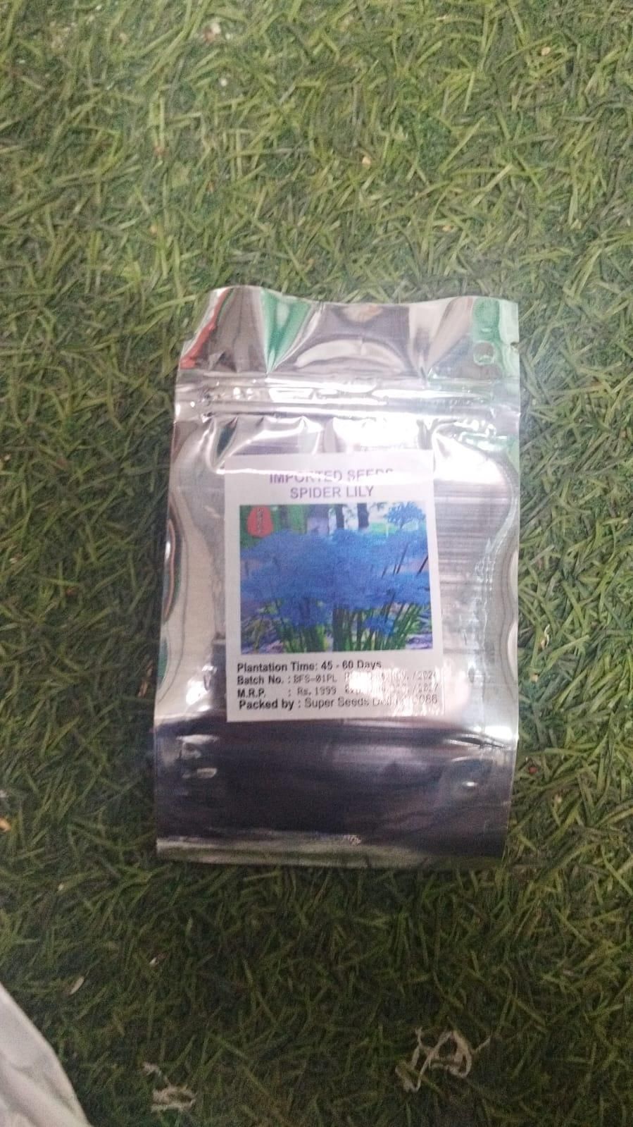 Lily Equinox Flower Bulbs Seeds | Flat 50% Saving