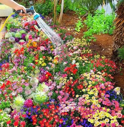 Mixed Varieties of Flower Seeds | Flat 50% OFF