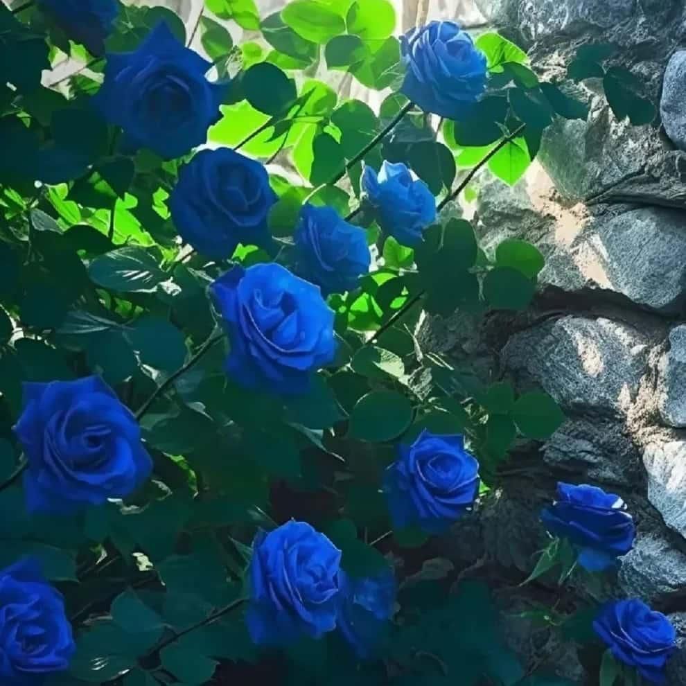Blue Climbing Rose Seeds | Flat 50% Saving