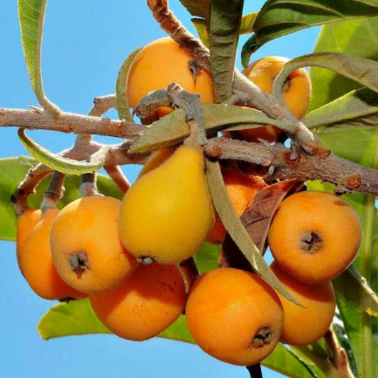 Five-star Loquat Seeds | Flat 50% Saving