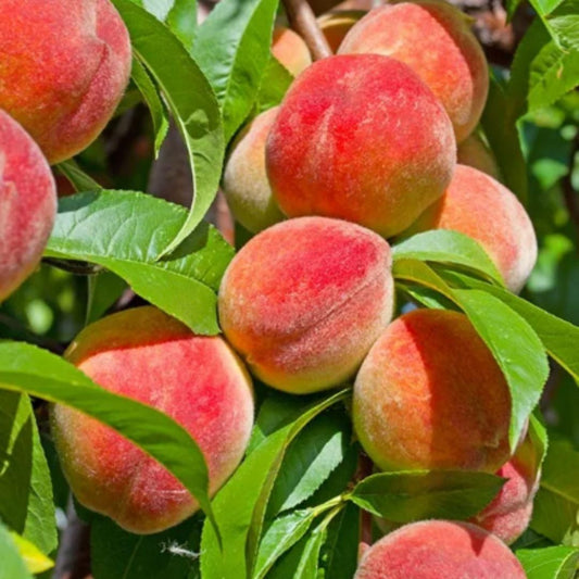 Peach Tree Seeds | Flat 50% Saving