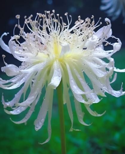 Lily Equinox Flower Bulbs Seeds | Flat 50% Saving