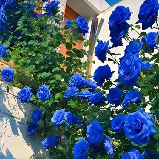 Blue Climbing Rose Seeds | Flat 50% Saving