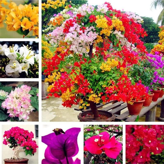 Mix Colour Bougainvillea Flower Seeds | Flat 50% OFF