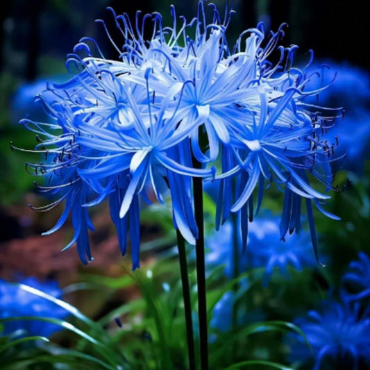 Lily Equinox Flower Bulbs Seeds | Flat 50% Saving