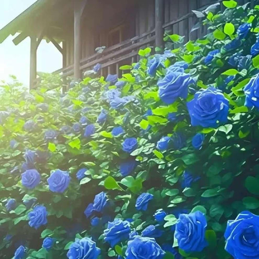 Blue Climbing Rose Seeds | Flat 50% Saving