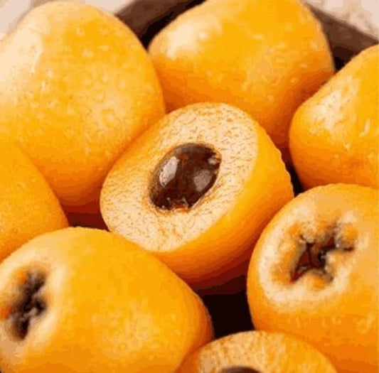 Five-star Loquat Seeds | Flat 50% Saving