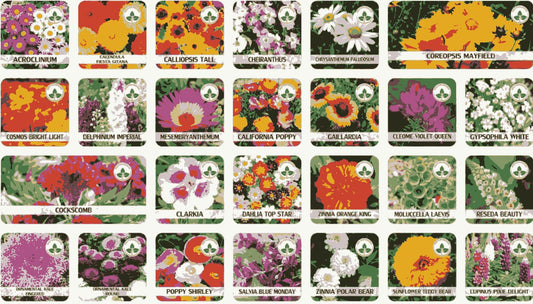 Mixed Varieties of Flower Seeds | Flat 50% OFF